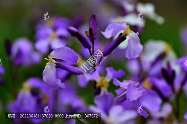 丁香花