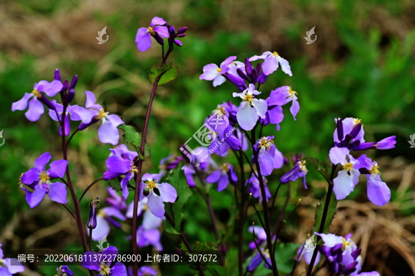 丁香花