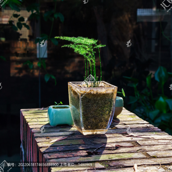 文竹盆栽盆景園林藝術(shù)植物擺件
