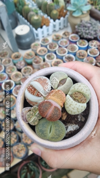 造型獨(dú)特的生石花