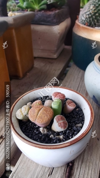 生石花