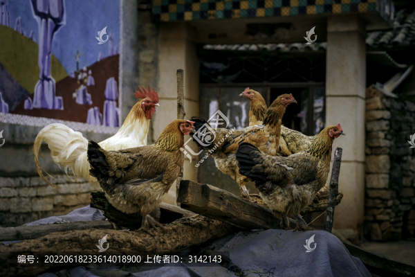 阿著底的土雞