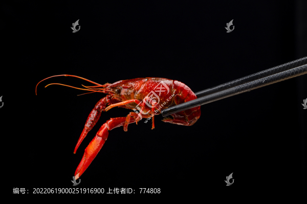 小龍蝦