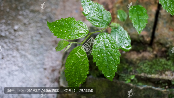 野草