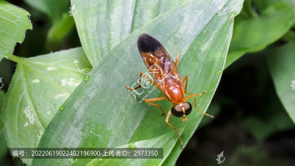 金黃指突水虻