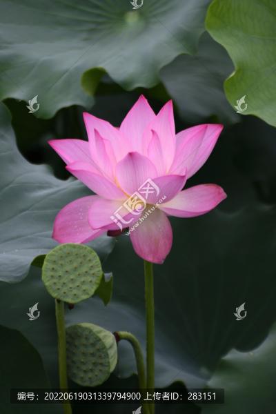 荷花