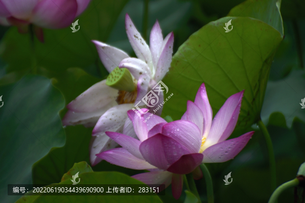 荷花