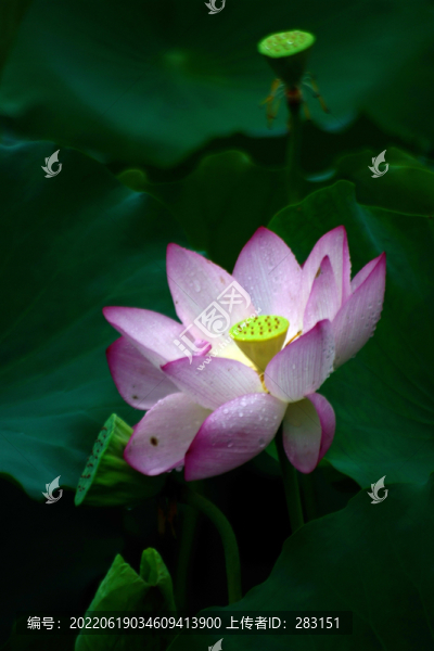 荷花