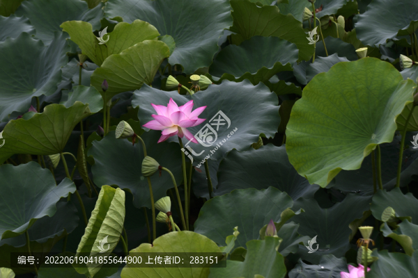 荷花