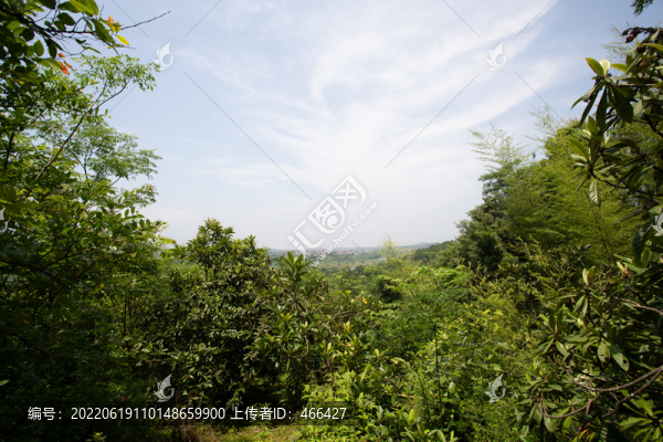 楊梅山