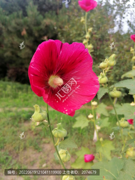 蜀葵花