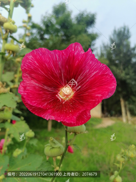 蜀葵