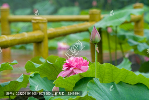 蓮花