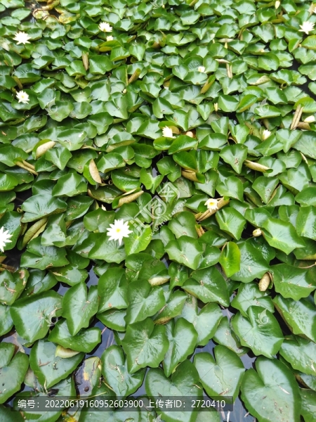 蓮花