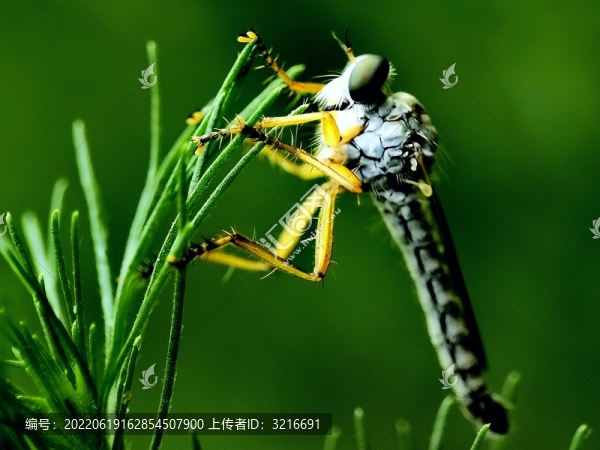 蜻蜓