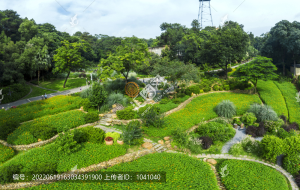 人民公園硫花菊?qǐng)@