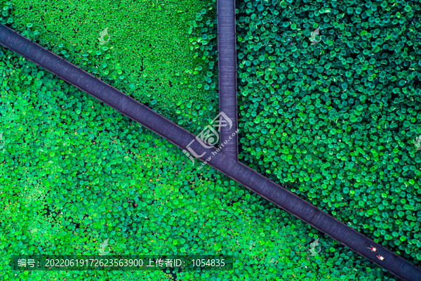 荷塘木棧道
