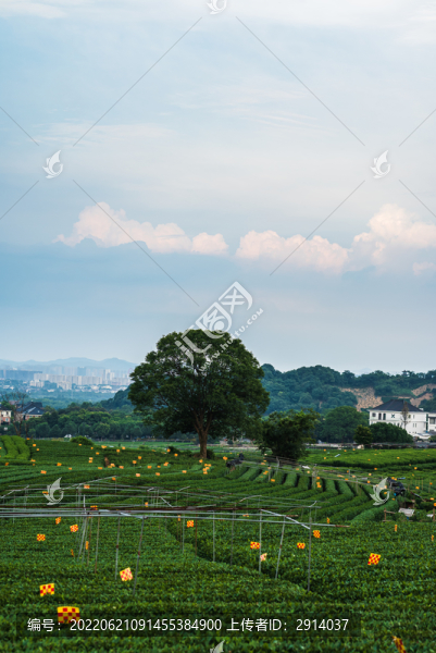 杭州龍井茶園