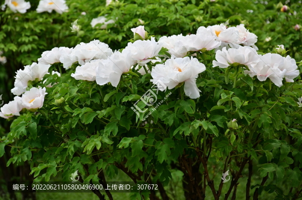 牡丹花