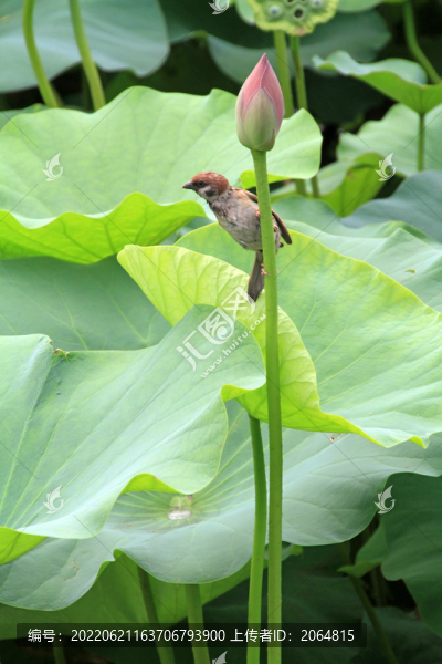 花鳥