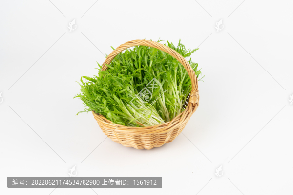 苦菊