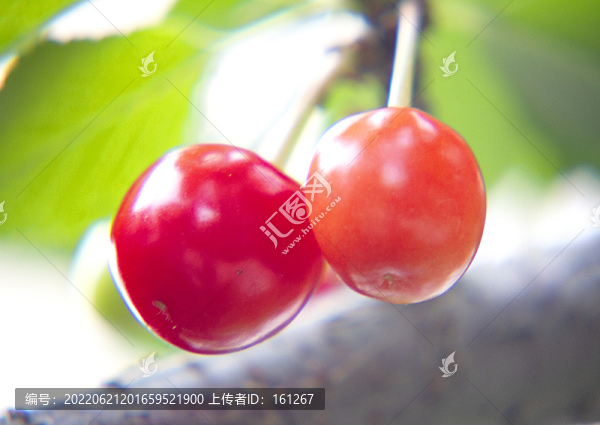 櫻桃嬌艷欲滴