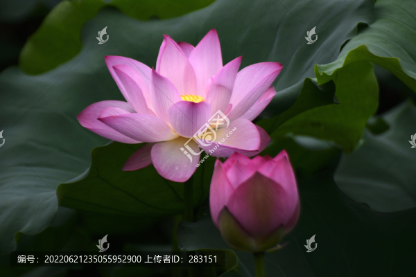 荷花