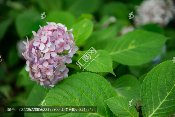 盛開(kāi)的繡球花