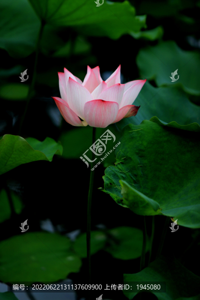 荷葉荷花