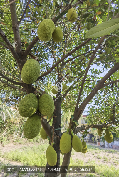 熱帶水果菠蘿蜜