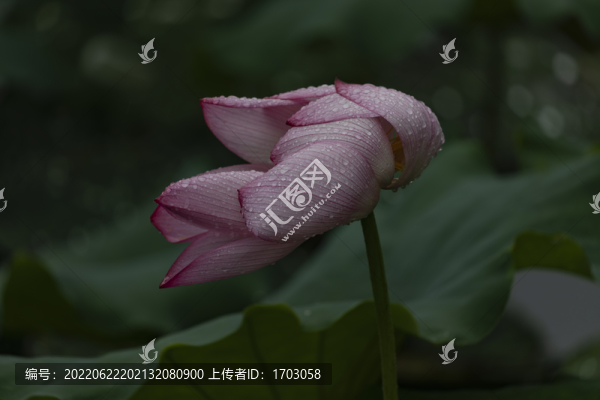 荷花特寫