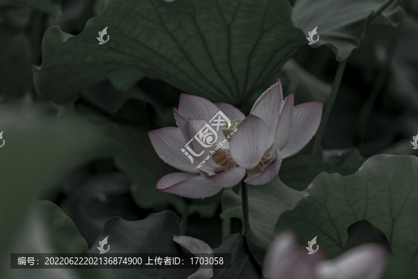 荷花特寫