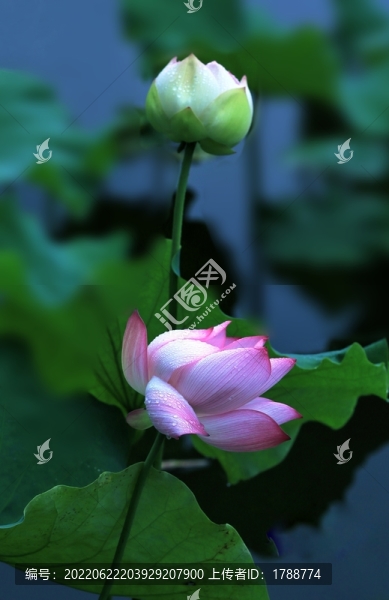 唯美荷花