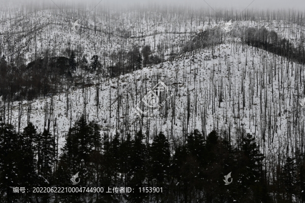 雪山森林