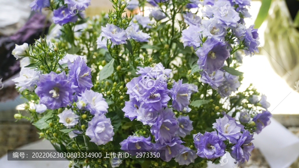 風(fēng)鈴草
