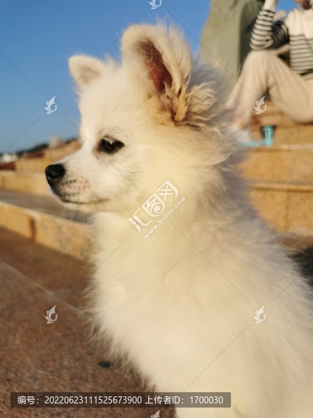 博美