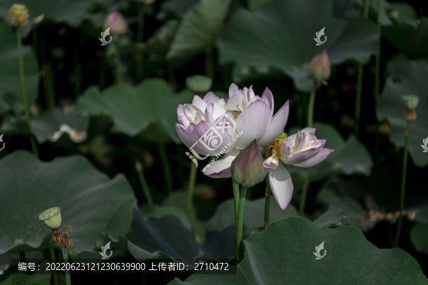 夏至夏日荷花實拍圖