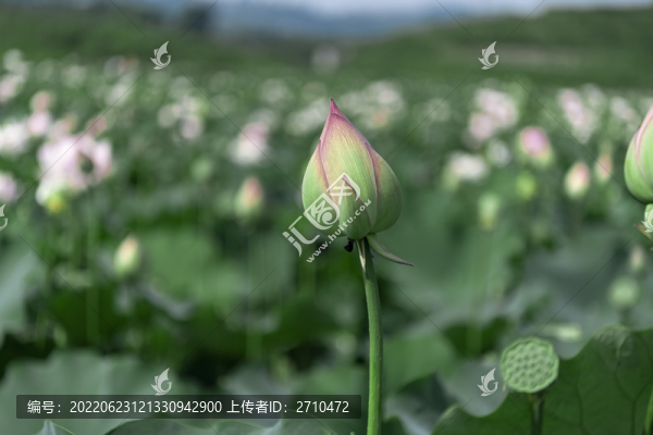 夏至夏日荷花實(shí)拍圖