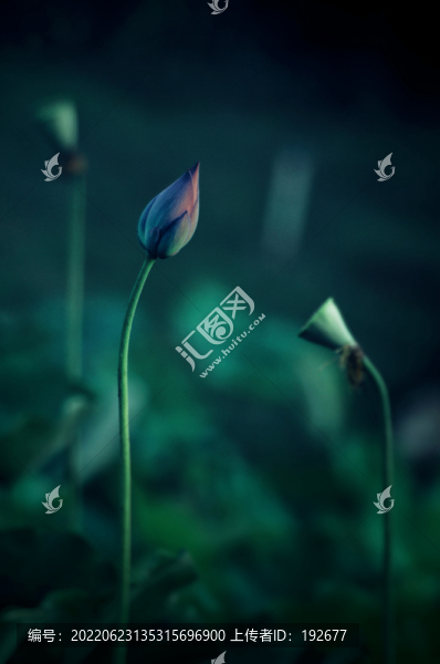 夏荷