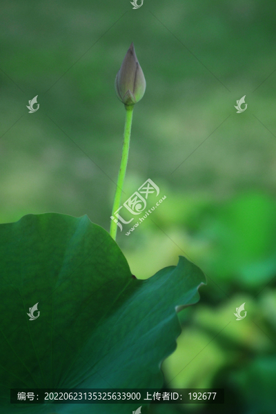 夏荷
