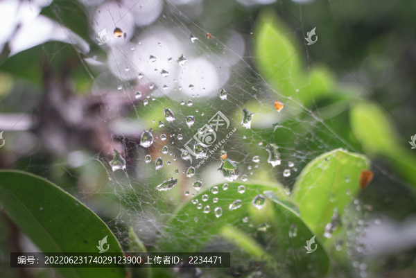 蛛網(wǎng)