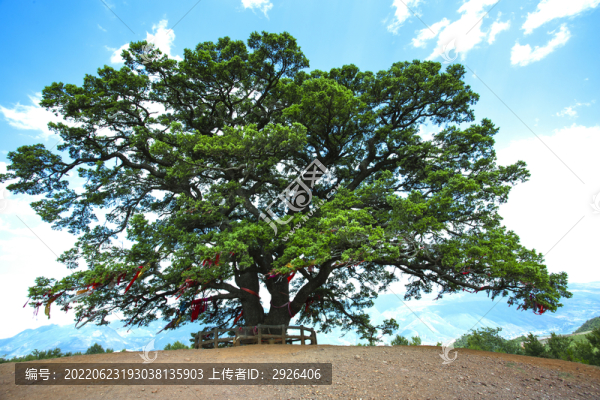 千年龍樹(shù)