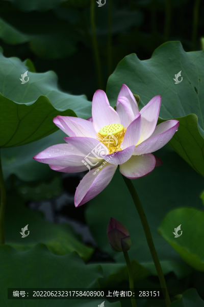 荷花
