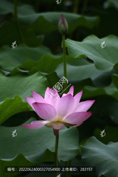 荷花