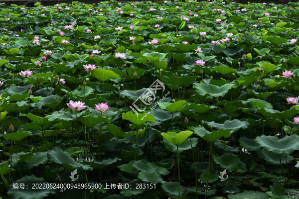 荷花