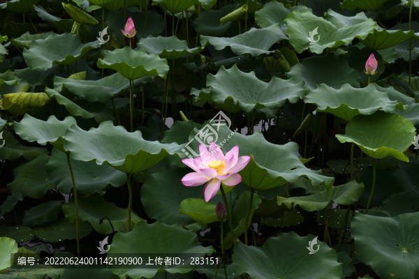 荷花