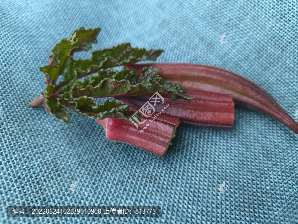 紅秋葵秋葵葉