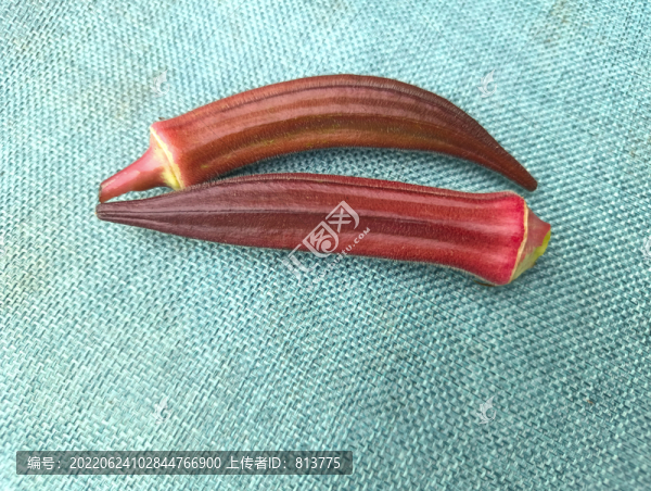 紅秋葵素材