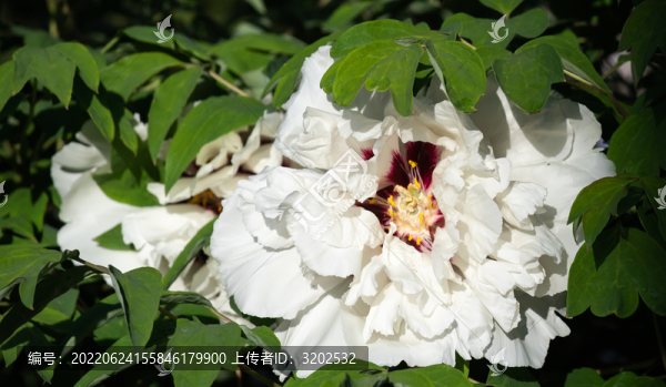 牡丹花特寫照片