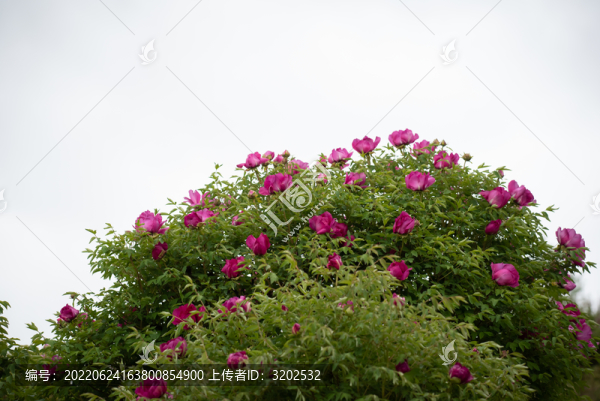 牡丹花特寫照片
